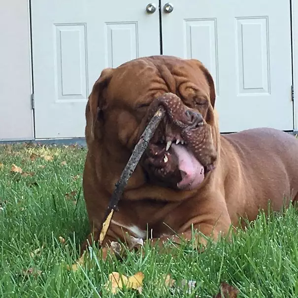 15 Momen jelek hewan ketika difoto bikin ketawamu ketahan, kocak