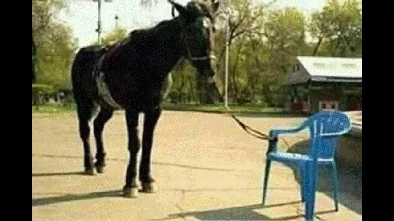 Tingkah kocak 25 orang ini dijamin bikin kamu sulit nahan ketawa