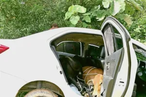 Cara pencuri sembunyikan sapi punya warga ini bikin geregetan