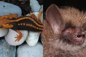 8 Spesies hewan ini baru ditemukan, ada dari Indonesia nggak ya?