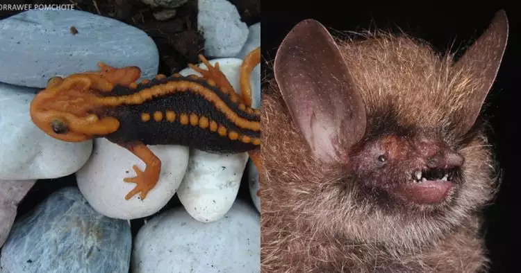 8 Spesies hewan ini baru ditemukan, ada dari Indonesia nggak ya?
