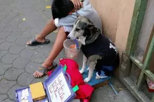 Bikin kagum, anjing ini bantu pemiliknya yang kelelahan cari uang