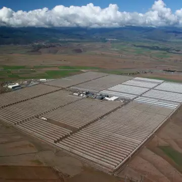 7 Fakta mengagumkan biomassa, sumber energi yang berasal dari tanaman