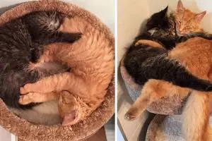 10 Foto dulu vs kini hewan yang hidup bersama, sahabat sejati nih