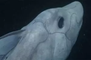 Dari hiu kepala dua sampai hiu hantu, ini 7 kisah hewan teraneh 2016