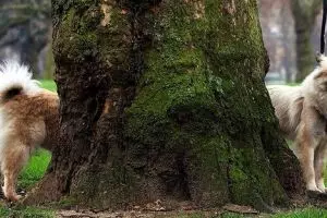 15 Foto keren ini dikira editan Photoshop padahal 100% asli