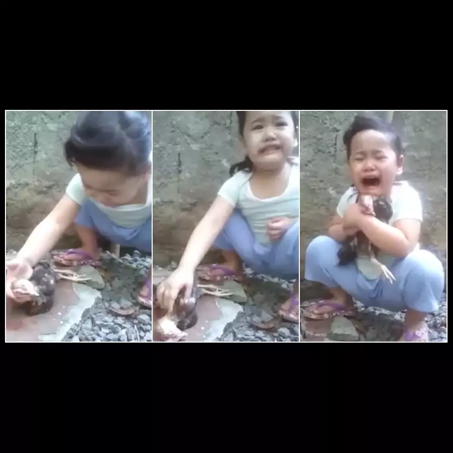 Bocah ini nangis gara-gara ayamnya mati digigit kucing, lucu tapi haru