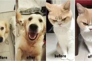 10 Foto hewan peliharaan sebelum & sesudah saat dipuji ini bikin gemes
