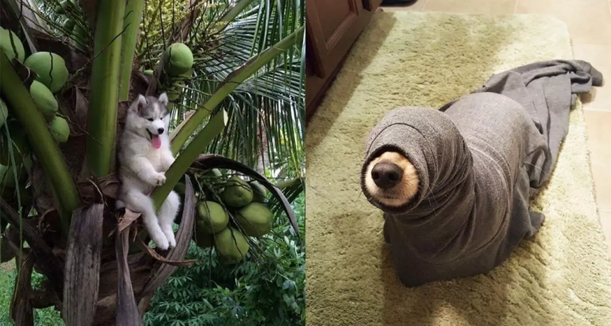 Nggak cuma manusia, kelakuan kocak 10 anjing ini juga bisa fail abis