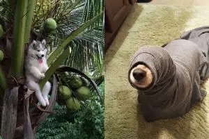 Nggak cuma manusia, kelakuan kocak 10 anjing ini juga bisa fail abis