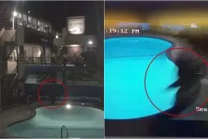 Ingin pamer aksi lompat ke kolam, Youtuber ini malah apes