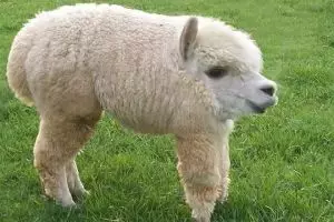 16 Editan foto hewan jika tak punya leher, bikin ketawa krik krik