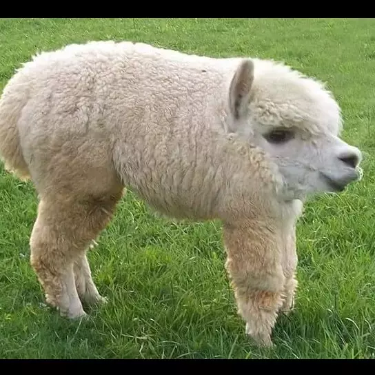 16 Editan foto hewan jika tak punya leher, bikin ketawa krik krik