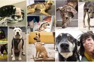 10 Foto beda kondisi anjing sebelum & sesudah ditolong tim penyelamat