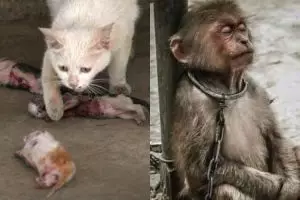 12 Foto ekspresi pilu hewan ini bakal buat hatimu terasa diremas-remas