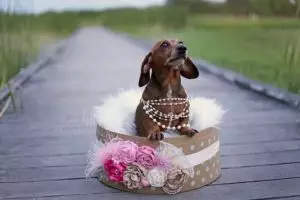 Anjing ini lakukan foto kehamilan tak kalah seru dari manusia