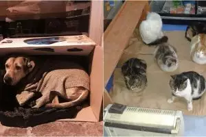 8 Potret menyentuh warga selamatkan hewan jalanan agar tak kedinginan