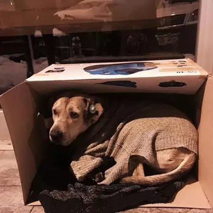 8 Potret menyentuh warga selamatkan hewan jalanan agar tak kedinginan