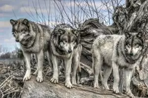 10 Kisah manusia melawan hewan buas, heroik sekaligus mengerikan