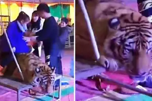 Potret miris harimau diikat supaya bisa ditunggangi pengunjung sirkus