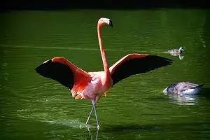 10 Jenis burung air ini singgah di pesisir Bengkulu, bulunya indah lho