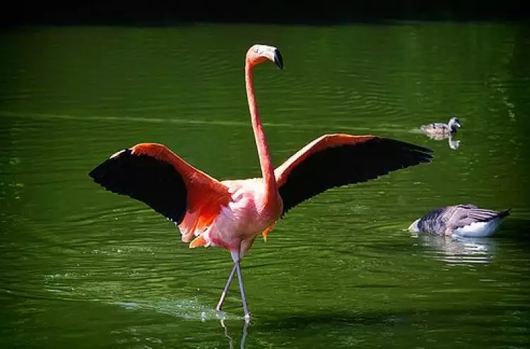 10 Jenis burung air ini singgah di pesisir Bengkulu, bulunya indah lho