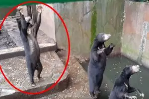 Miris, beruang di kebun binatang Bandung ini kelaparan dan tak terurus