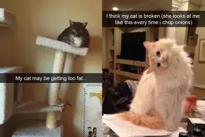 12 Tingkah lucu kucing tertangkap snapchat pemiliknya ini bikin ngakak