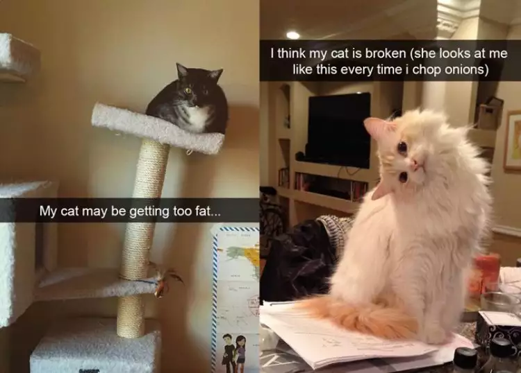 12 Tingkah lucu kucing tertangkap snapchat pemiliknya ini bikin ngakak