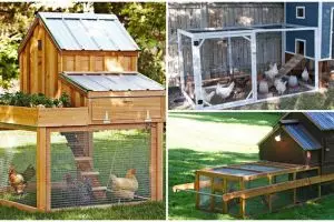 15 Kandang ayam ini bisa jadi inspirasi kamu yang pengen beternak