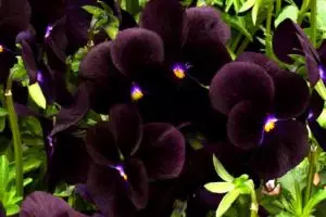 Anggrek hitam asal Indonesia ini di mancanegara dihargai Rp 8 jutaan