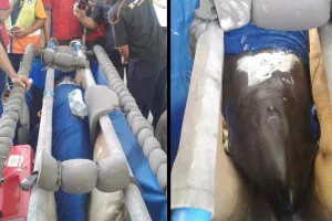 Pengangkutan lumba-lumba jadi viral, ini penjelasan Sriwijaya Air