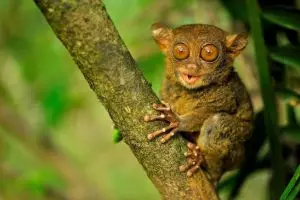 Tak diduga, kukang ternyata banyak dijual secara online