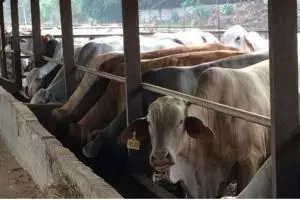 Ini penjelasan Dinkes Kulon Progo soal warga meninggal akibat antraks