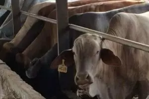 Ini penjelasan medis tentang merebaknya kabar antrax di Yogyakarta 