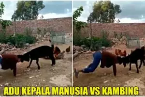 Manusia dan kambing adu kepala, siapa yang menang ya?