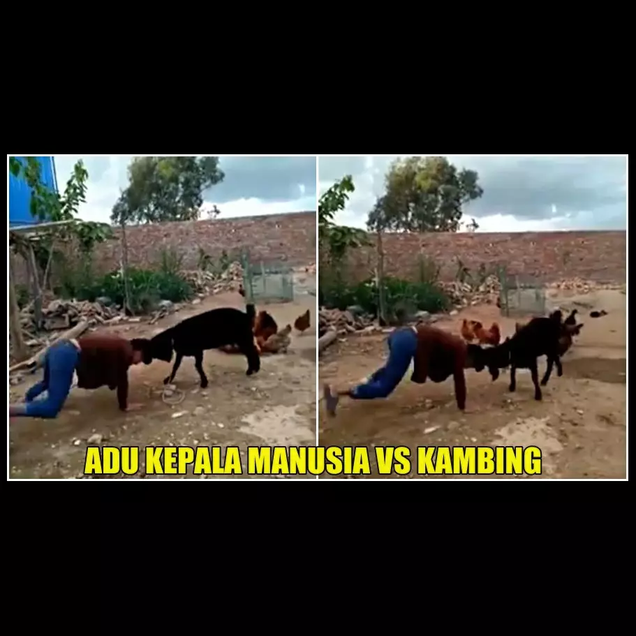 Manusia dan kambing adu kepala, siapa yang menang ya?