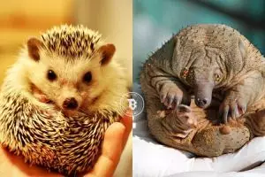 Begini jadinya kalau 14 binatang ini tak punya bulu, masih lucu?