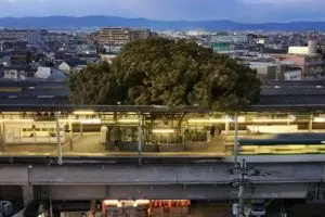 Pohon usia 700 tahun dibiarkan tumbuh di tengah stasiun, ini alasannya