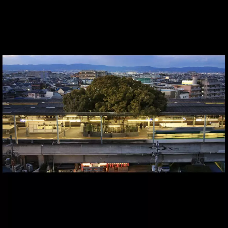 Pohon usia 700 tahun dibiarkan tumbuh di tengah stasiun, ini alasannya