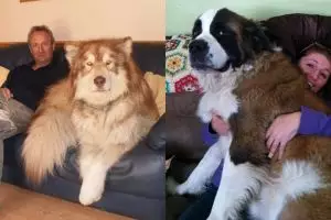 Bukan Photoshop, 10 anjing 'raksasa' ini memang ada di dunia 