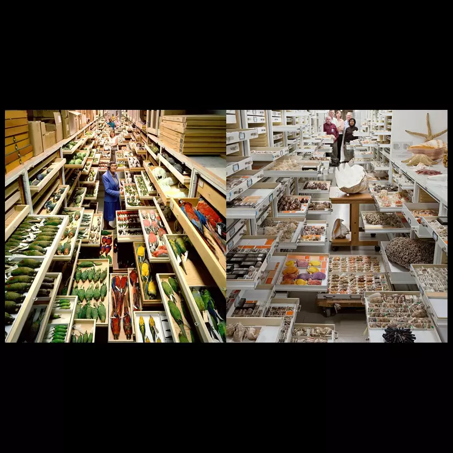 11 Foto koleksi The National Museum of Natural History ini memukau