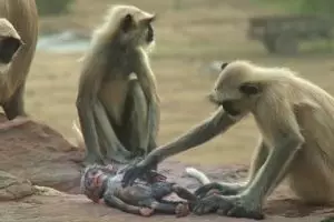 Ekspresi monyet kehilangan temannya ini bikin banyak orang menangis