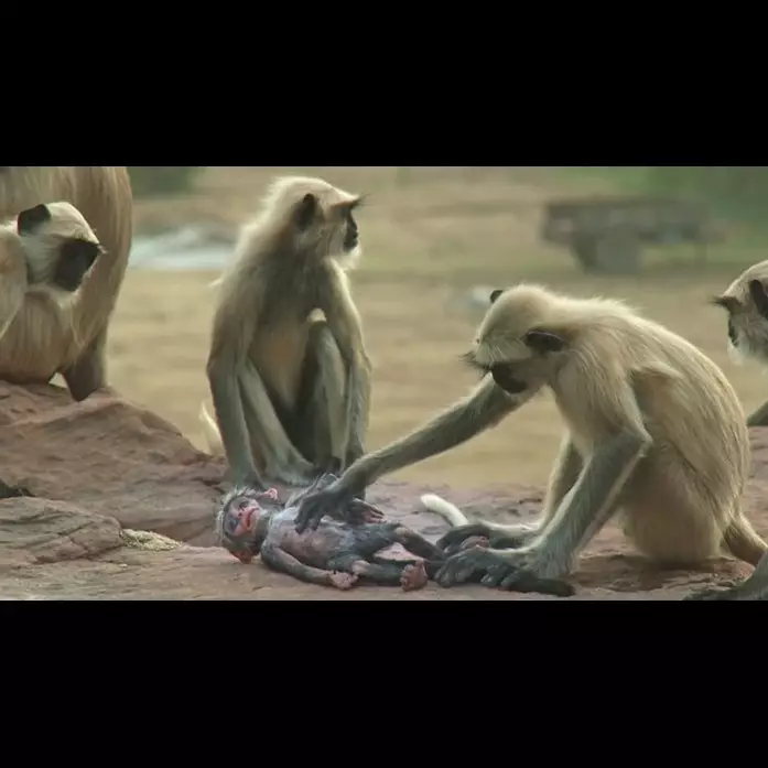 Ekspresi monyet kehilangan temannya ini bikin banyak orang menangis