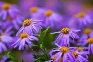 Ini warna yang akan jadi tren di 2017 menurut ahli Fengshui