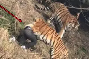 Tragis, seorang pria tewas diterkam harimau di depan anak dan istri