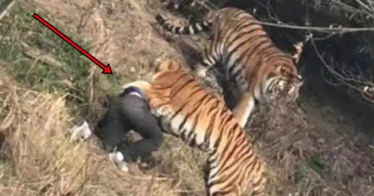 Tragis, seorang pria tewas diterkam harimau di depan anak dan istri