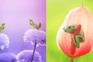 15 Foto hewan dengan habitat alamnya ini mengagumkan, bikin sejuk mata