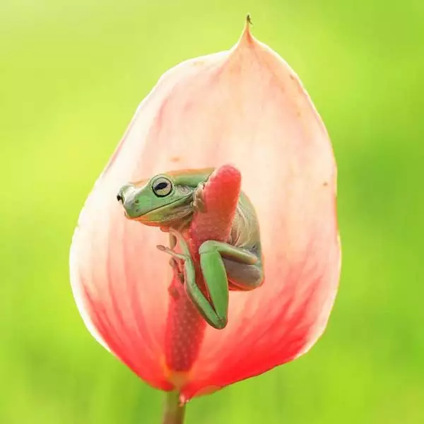 15 Foto hewan dengan habitat alamnya ini mengagumkan, bikin sejuk mata