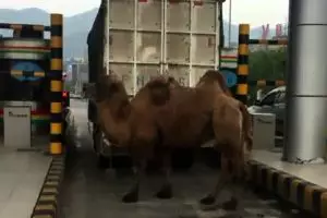 Sopir truk ini nyeleneh, turunkan seekor unta di pintu tol
